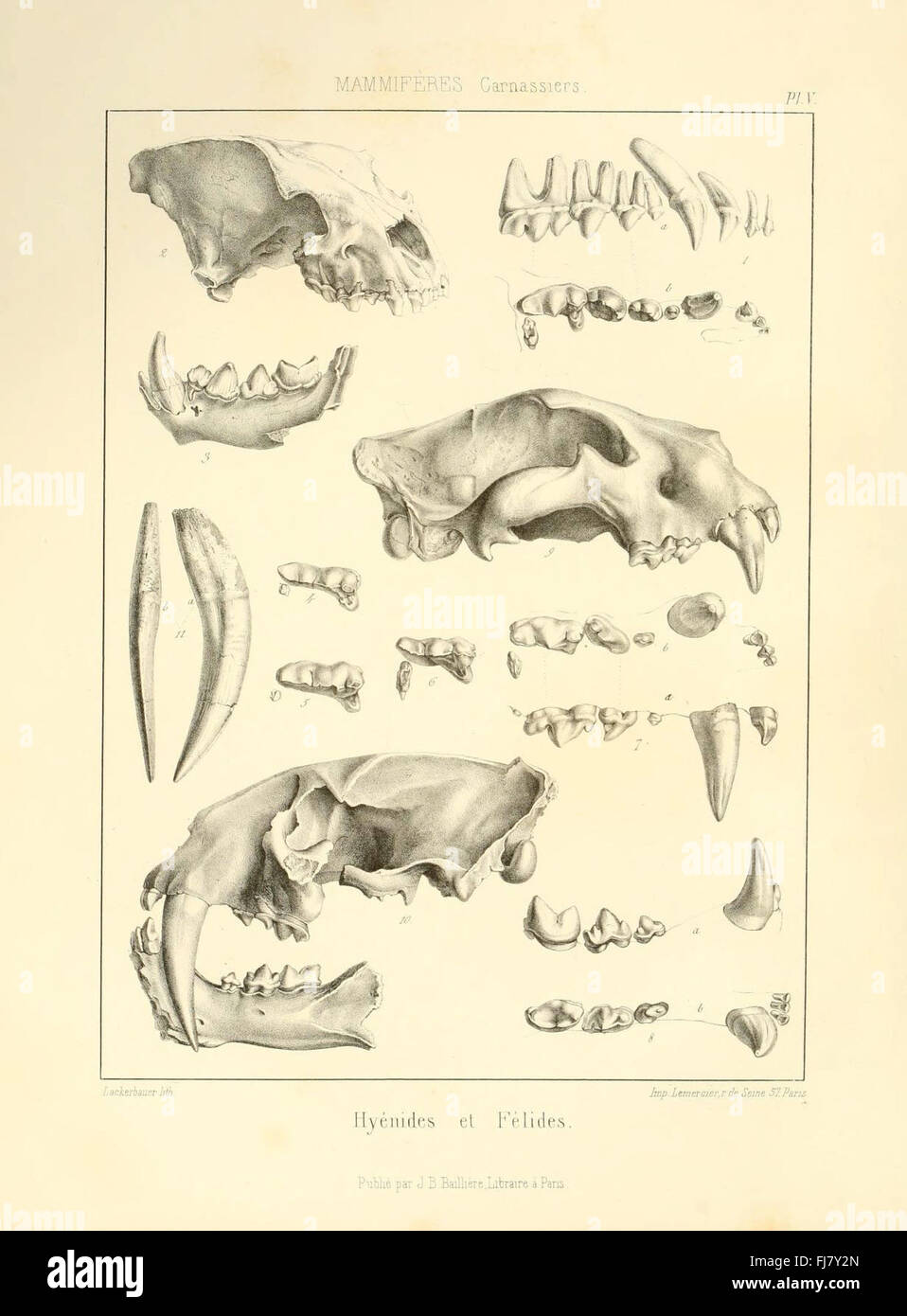 Pictorial fossils hi-res stock photography and images - Alamy