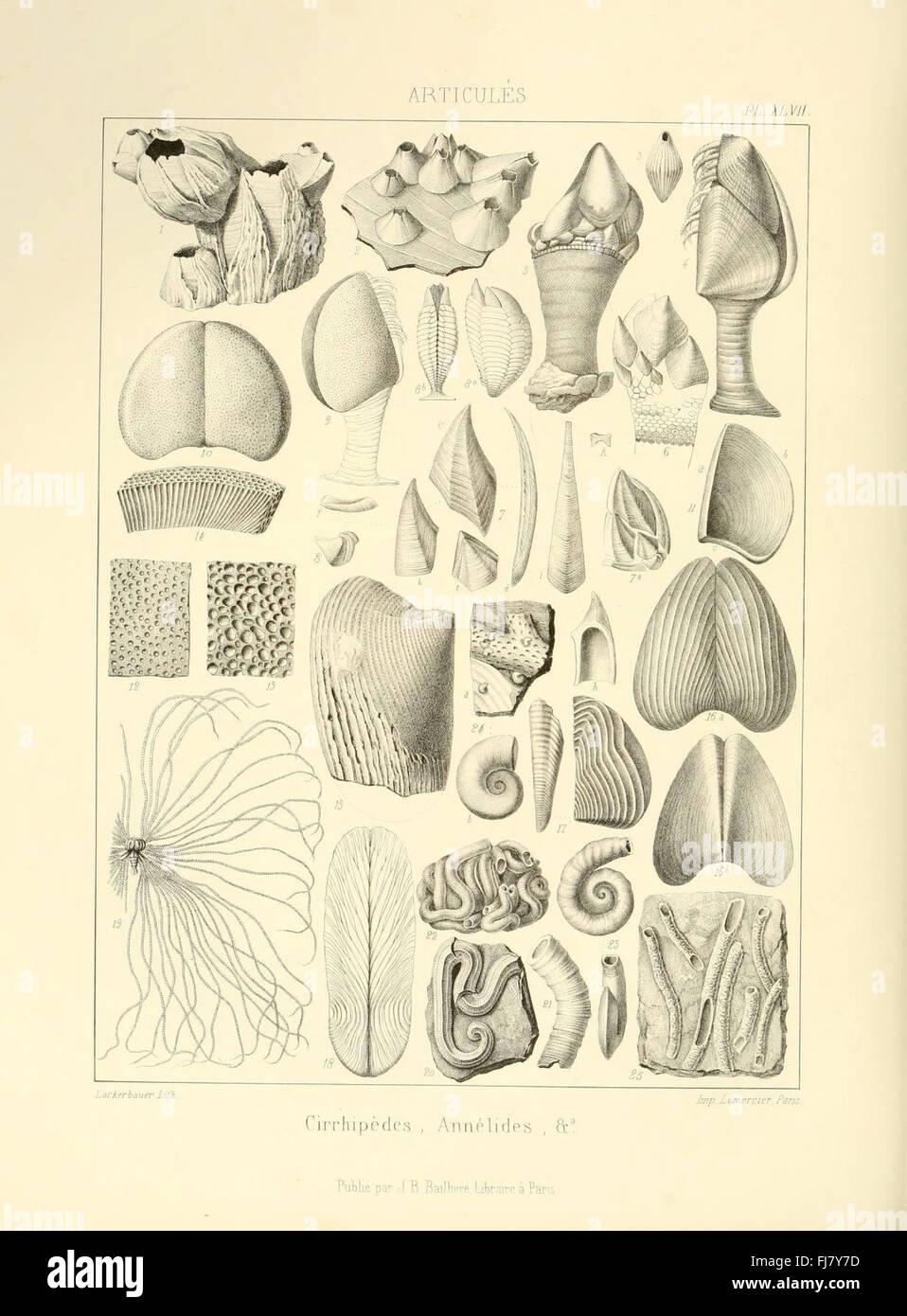 Fossil paleontology pictorial works hi-res stock photography and images ...
