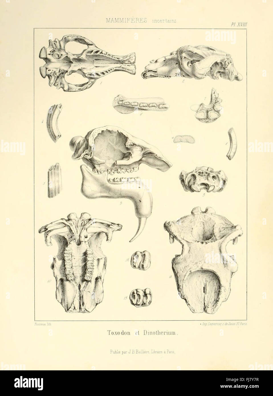 Fossil paleontology pictorial works hi-res stock photography and images ...