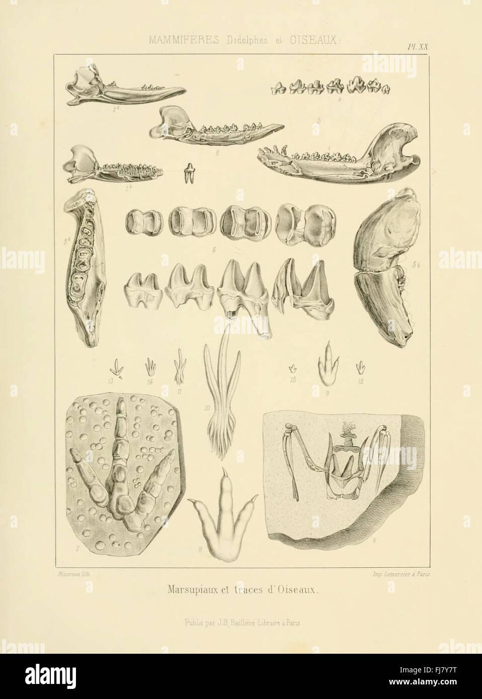 Paleontology pictorial hi-res stock photography and images - Alamy