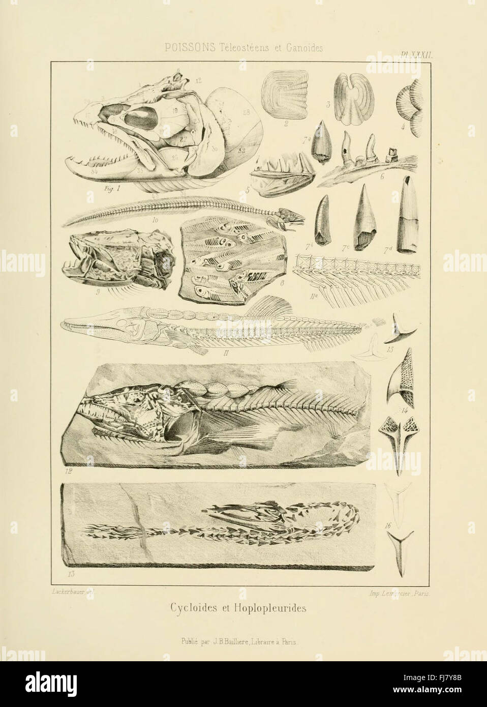 Paleontology pictorial hi-res stock photography and images - Alamy
