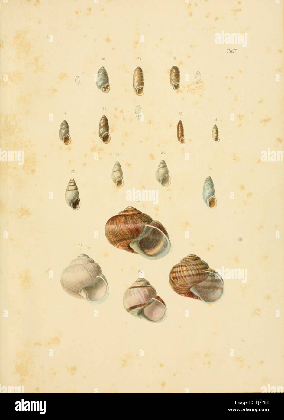 Malacological study hi-res stock photography and images - Alamy