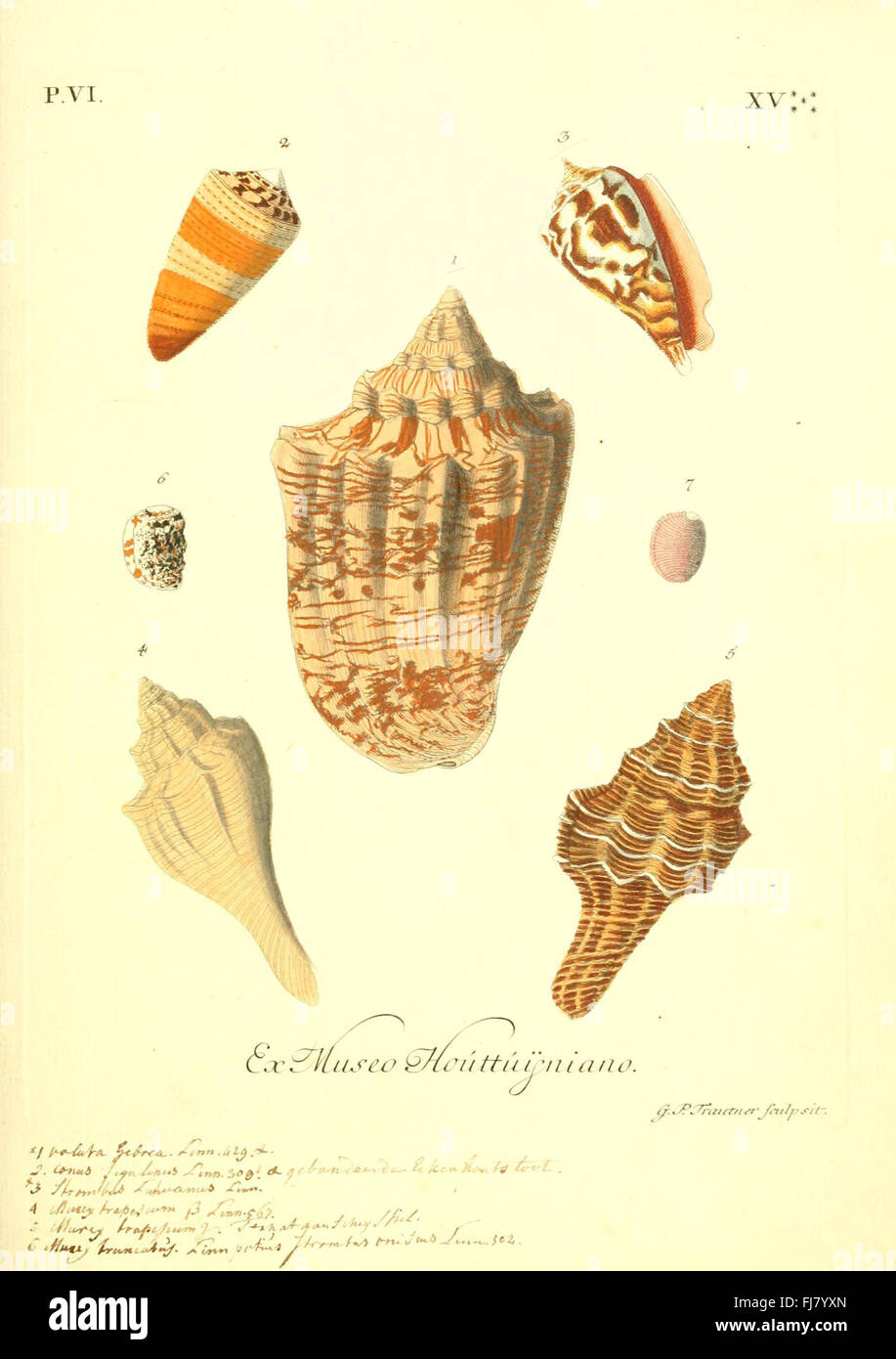 An early work from the 18th century showcasing illustrations of ...