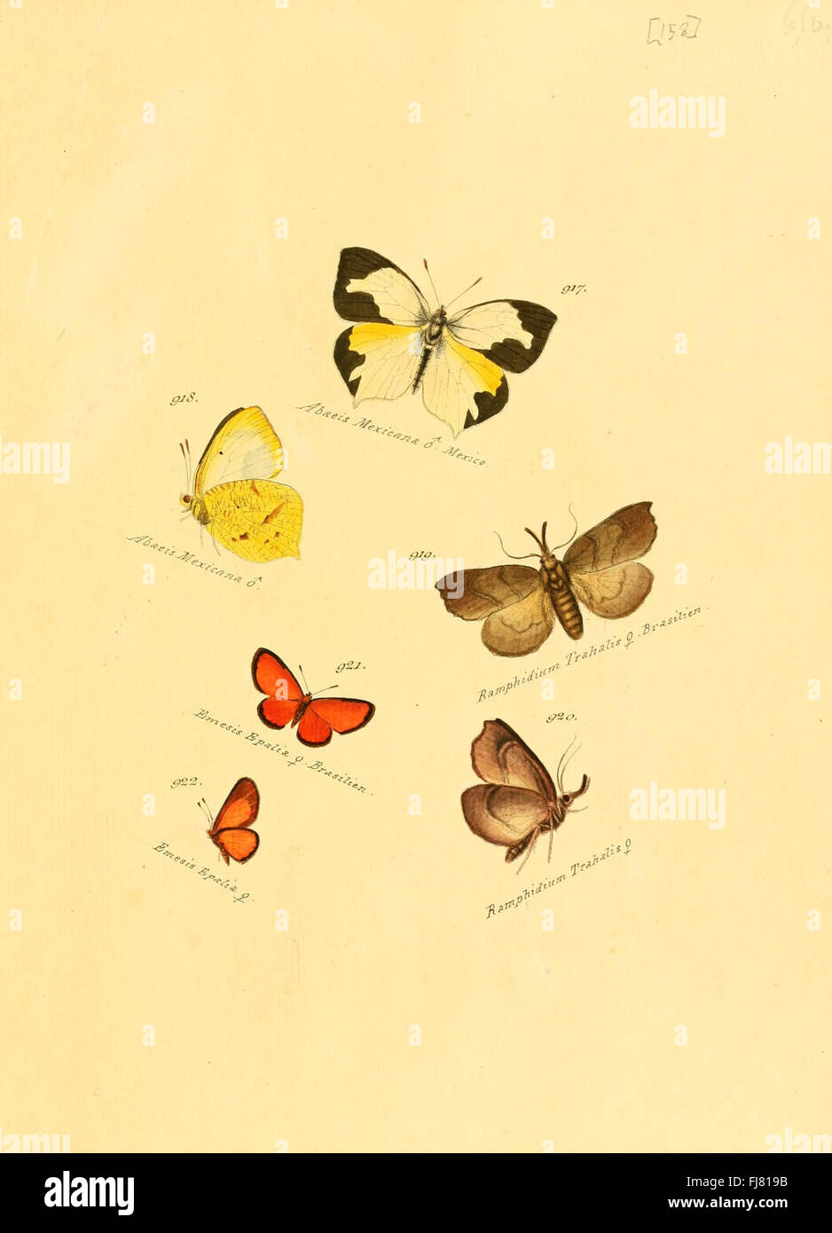 An illustration of exotic butterflies and moths from the 19th century ...