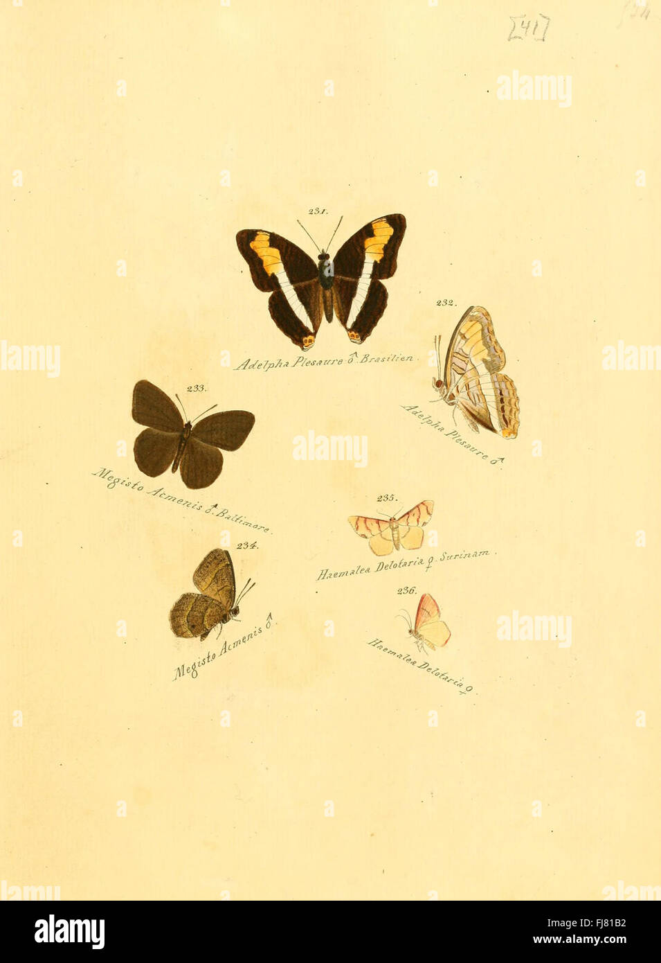 An illustrated catalog of exotic butterflies and moths, documenting new ...
