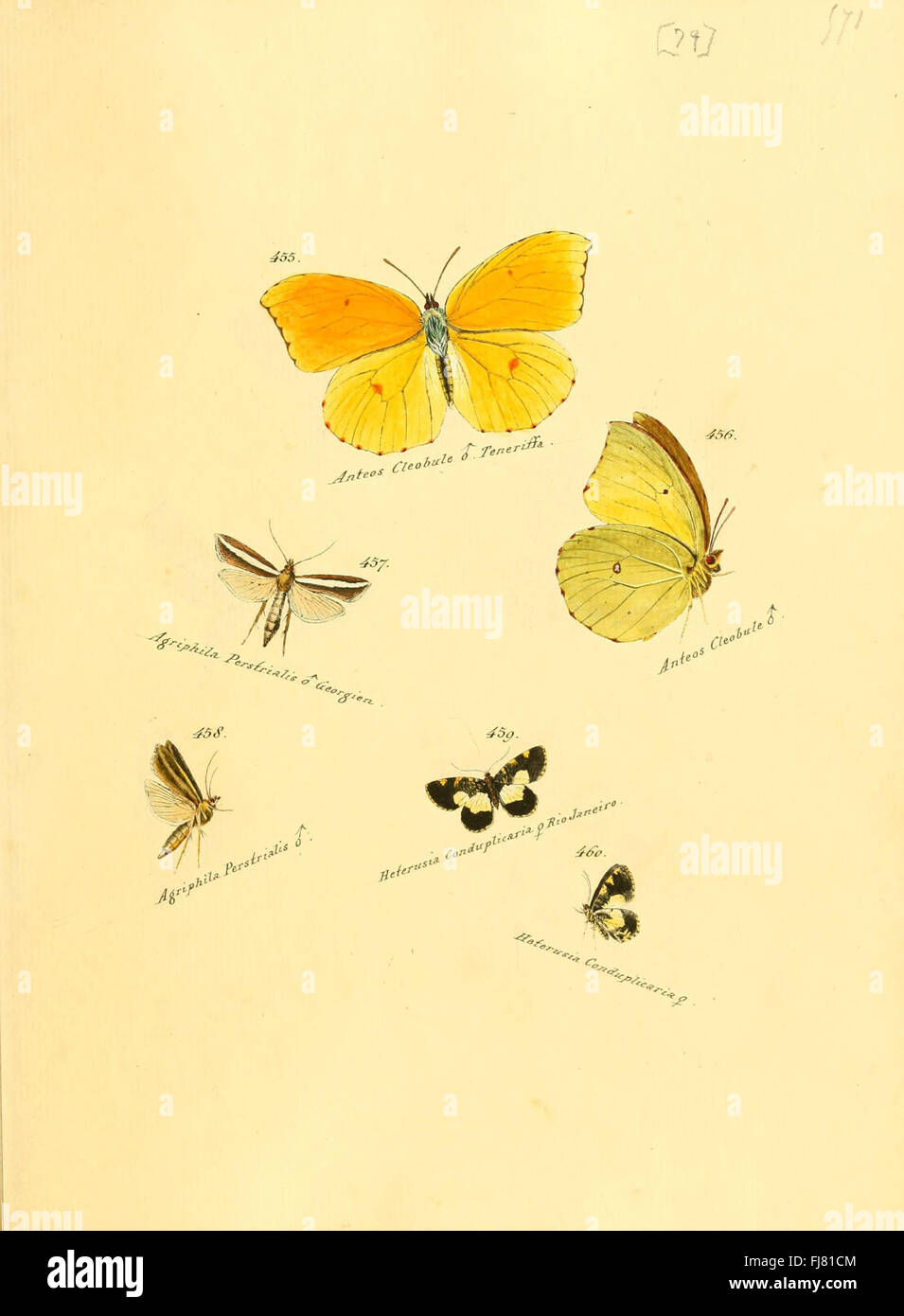 The collection provides detailed studies of exotic butterflies and ...