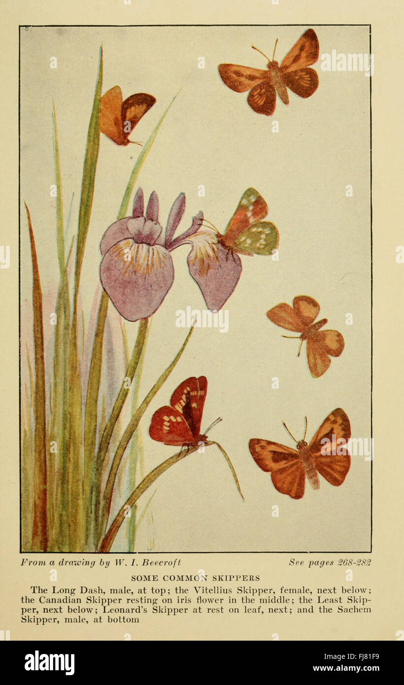 Butterflies worth knowing, a guide to identifying common butterfly ...