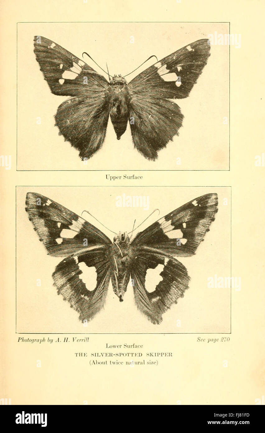 The Smithsonian Institution Libraries houses a collection of butterfly ...