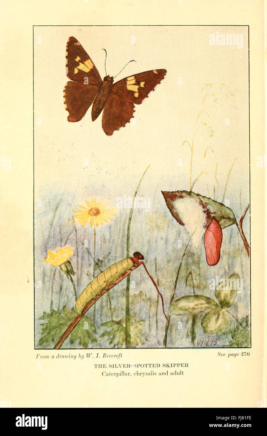 A detailed study of butterfly species, their habitats, behavior, and ...