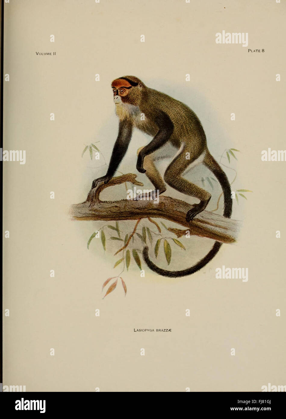 An in-depth review of primate species, analyzing their biology, behavior, and classification within the mammalian order, contributing to the field of primatology. Stock Photo