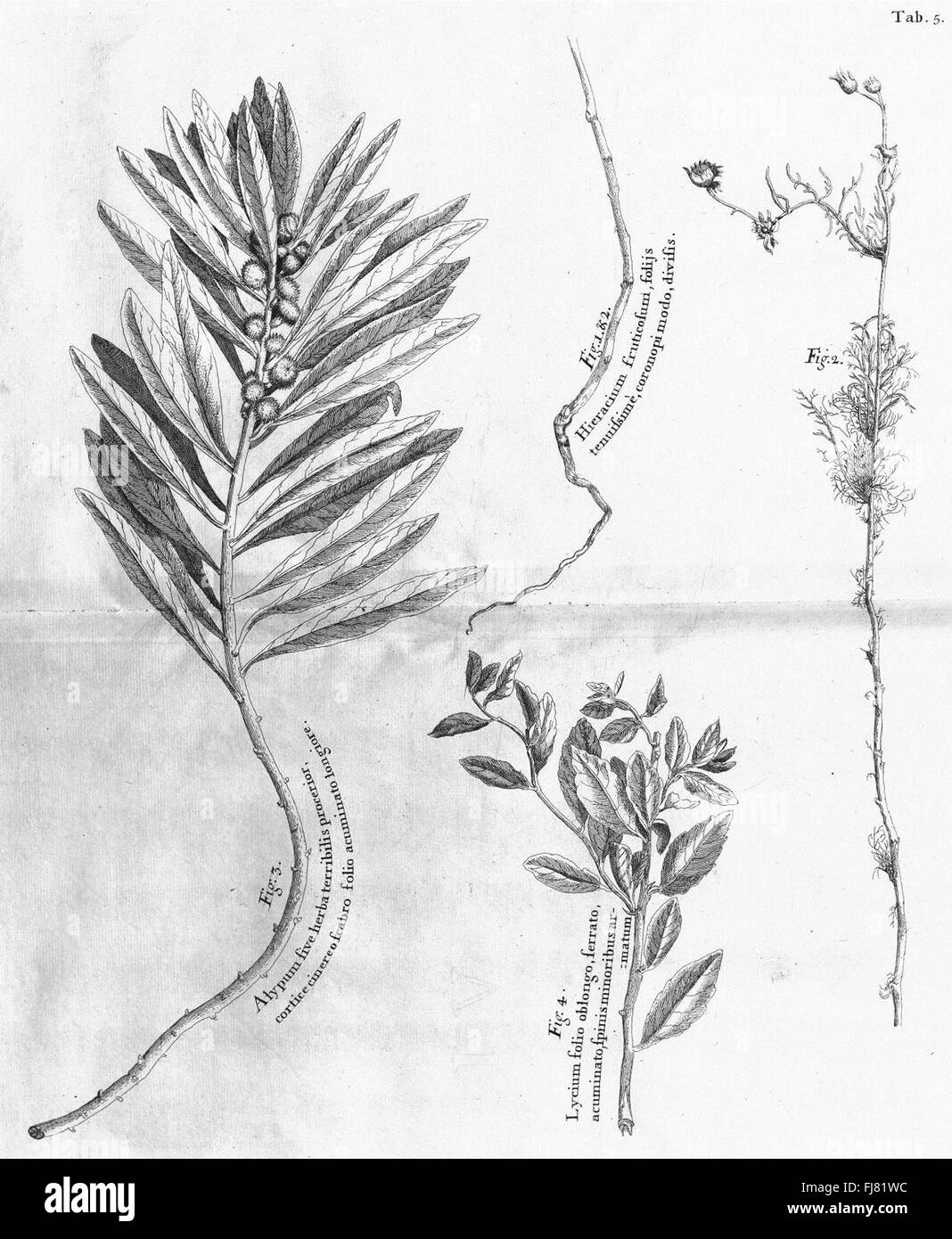 An early botanical exploration of the islands Madera, Barbados, Nieves ...