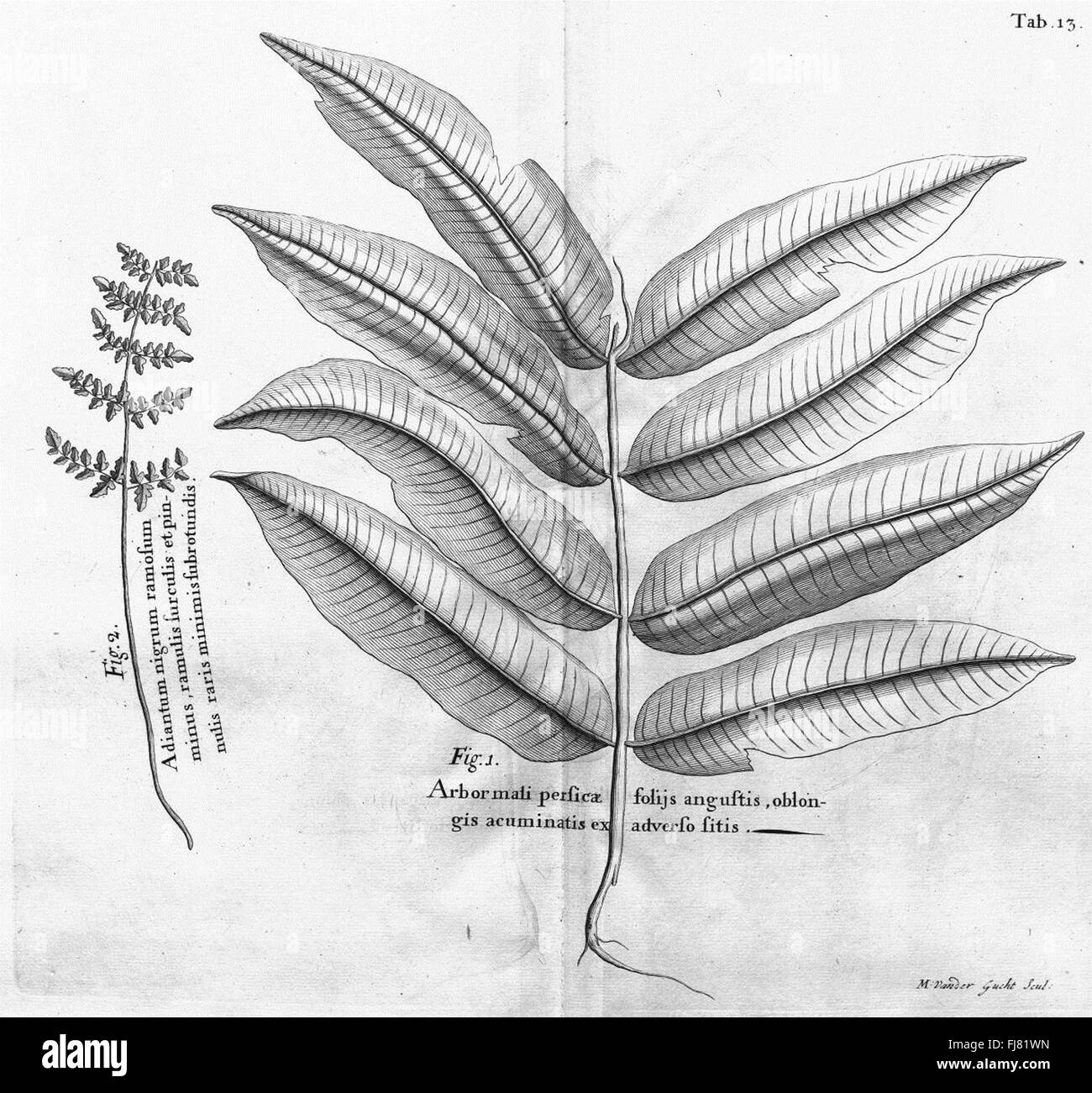 Botanical travelogue hi-res stock photography and images - Alamy