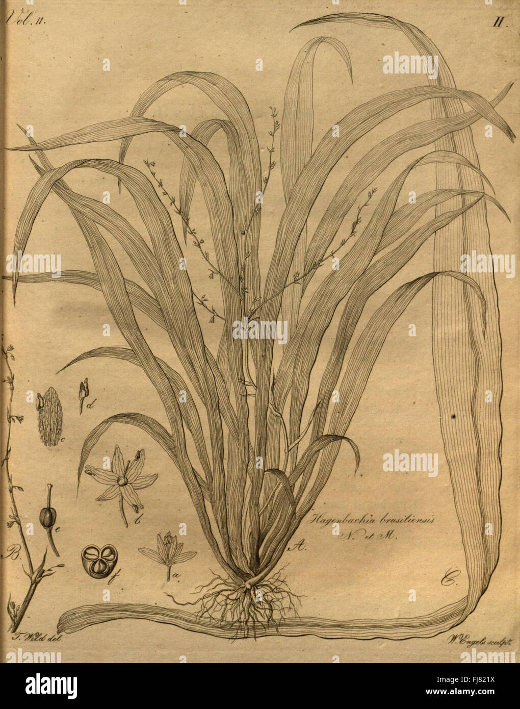 Peter h raven library plants uncolored hi-res stock photography and ...