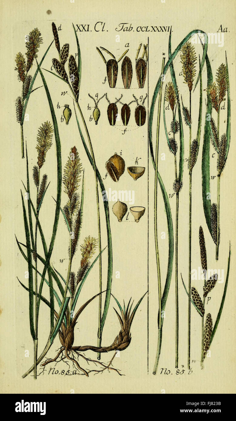 Grasses Reeds And Rushes Identification An account and illustration of known and newly discovered species of ...