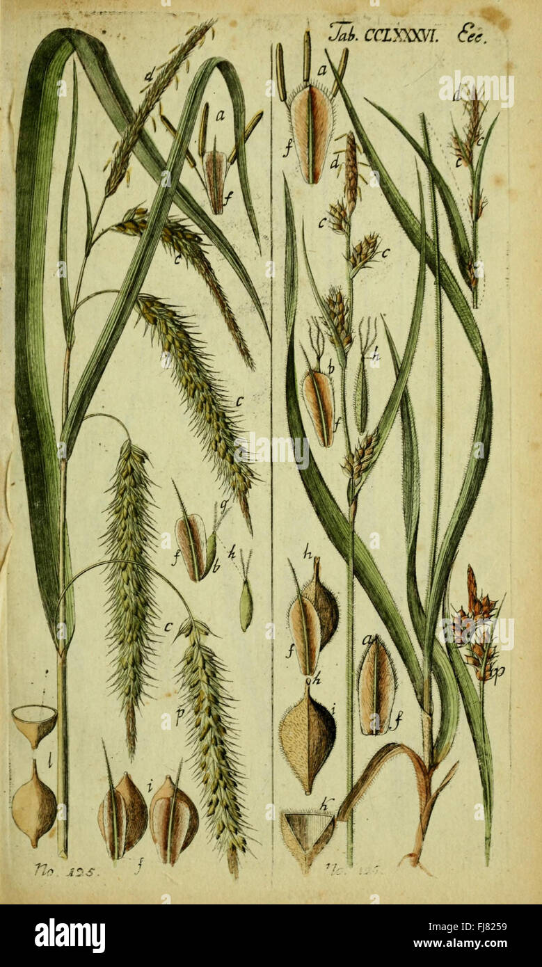 A botanical work describing and illustrating known and unknown species ...