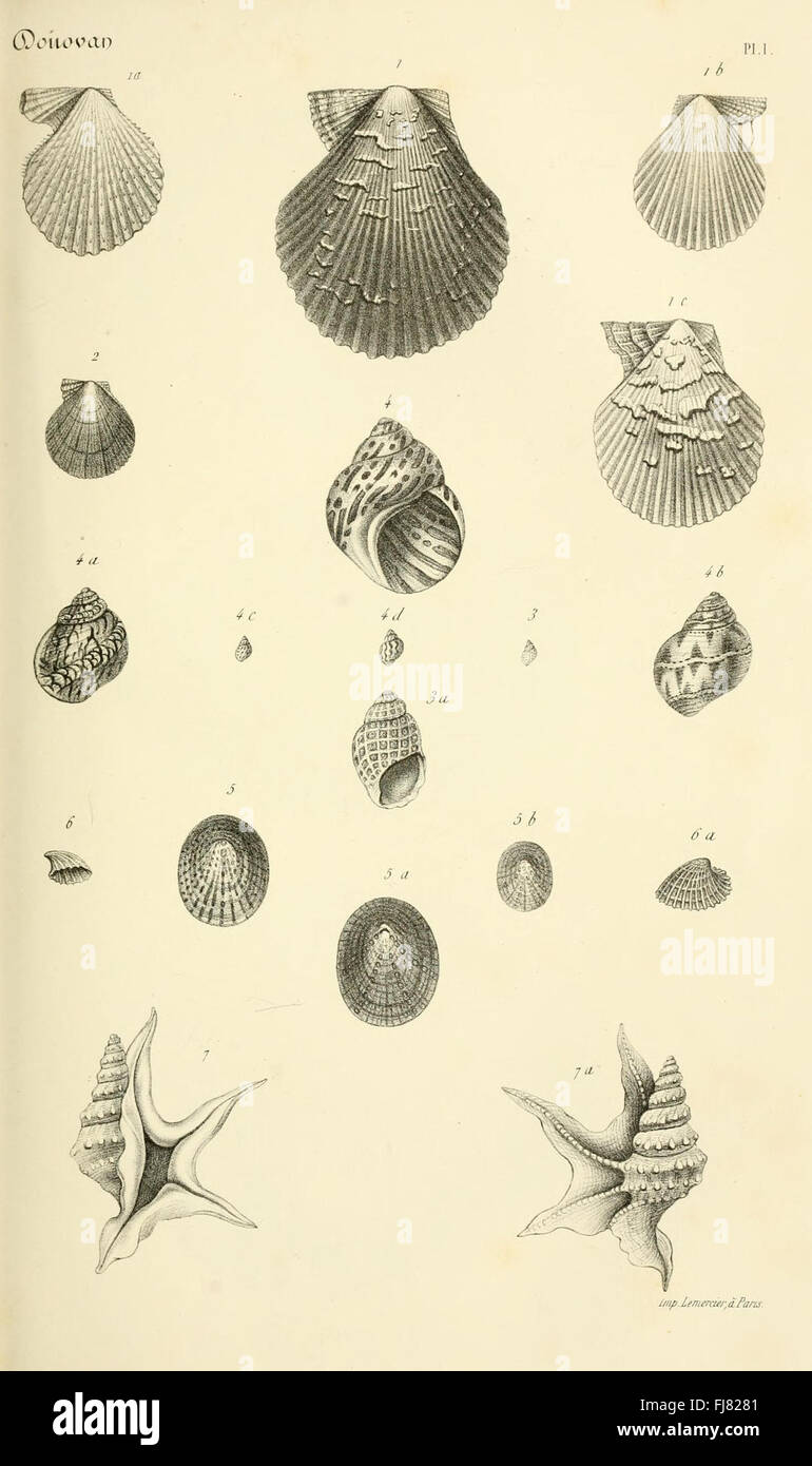 A detailed catalog of conchological collections, featuring extensive ...