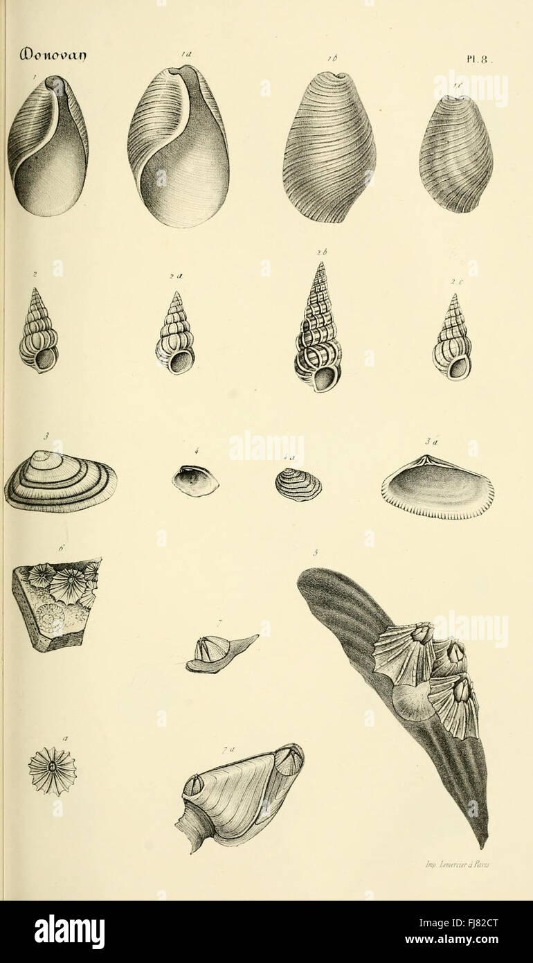 A catalog of mollusk and shell species, featuring detailed ...