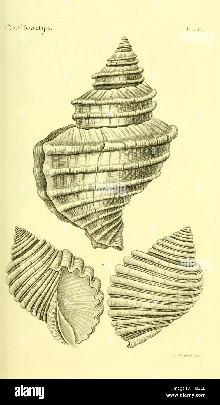 A catalog of mollusk shells, offering detailed illustrations and ...