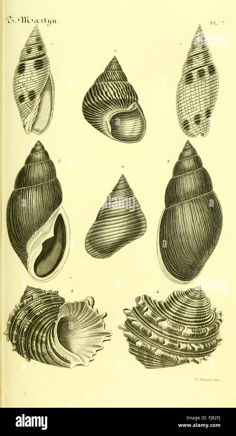 Conchological library catalog, featuring detailed illustrations of