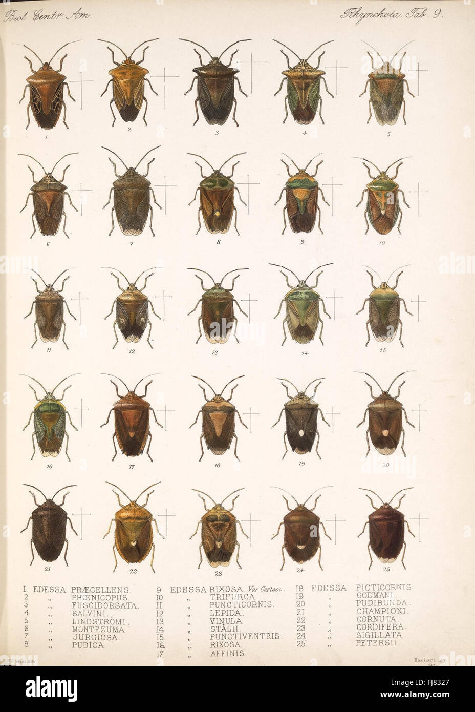 A comprehensive study of the flora and fauna of Central America ...