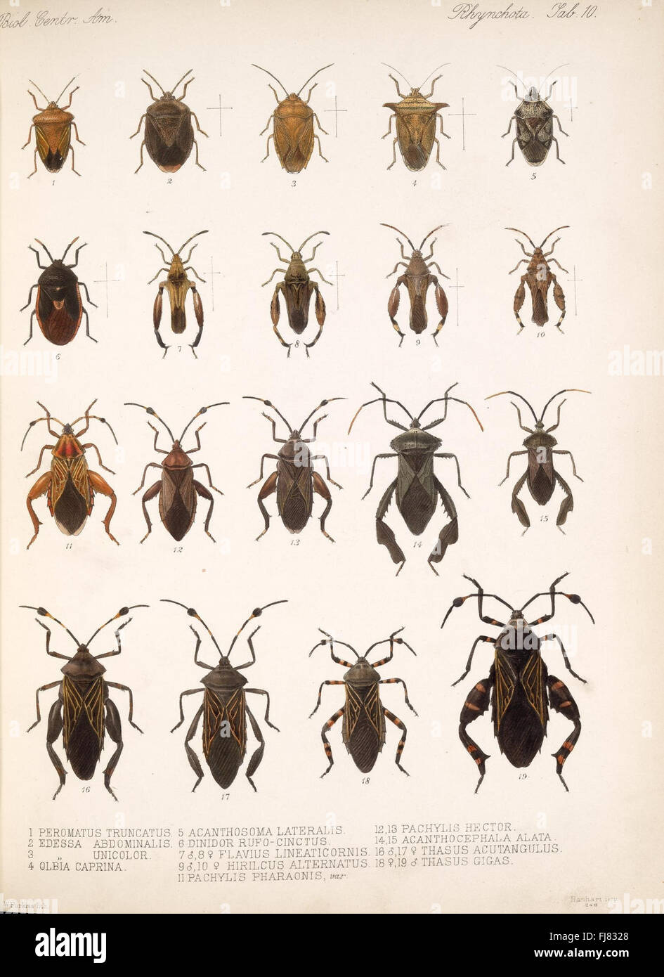 A comprehensive study on the flora and fauna of Central America ...