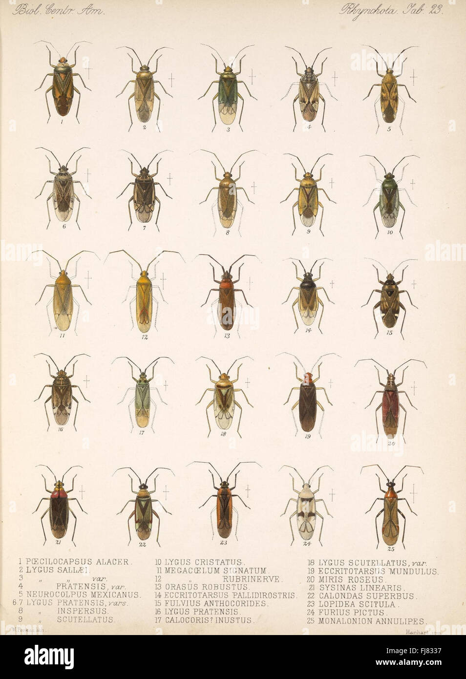 Comprehensive biological study of Central America, documenting its ...