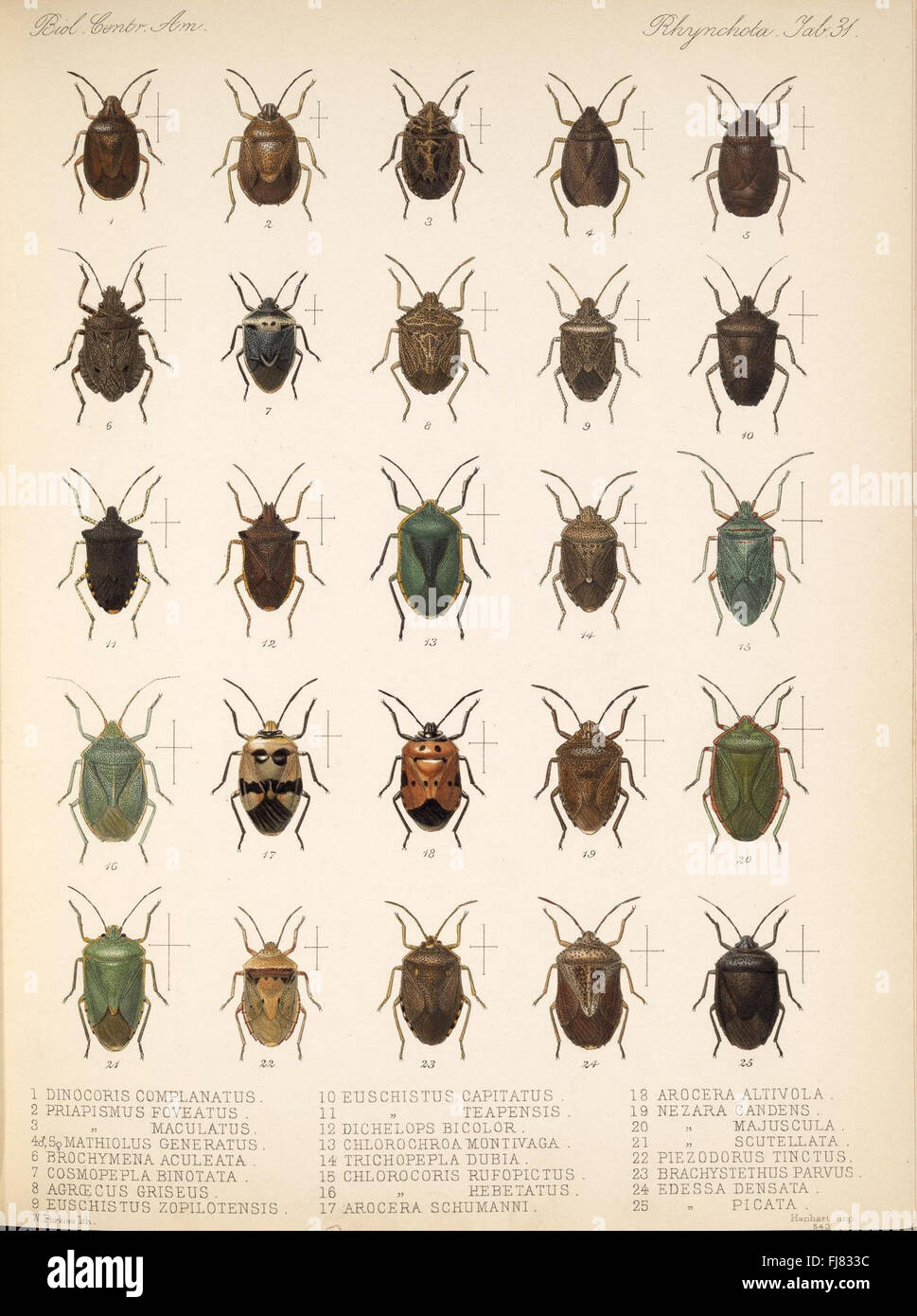 Array Ecosystems Central America is rich in biodiversity, with a vast array of plant and ...