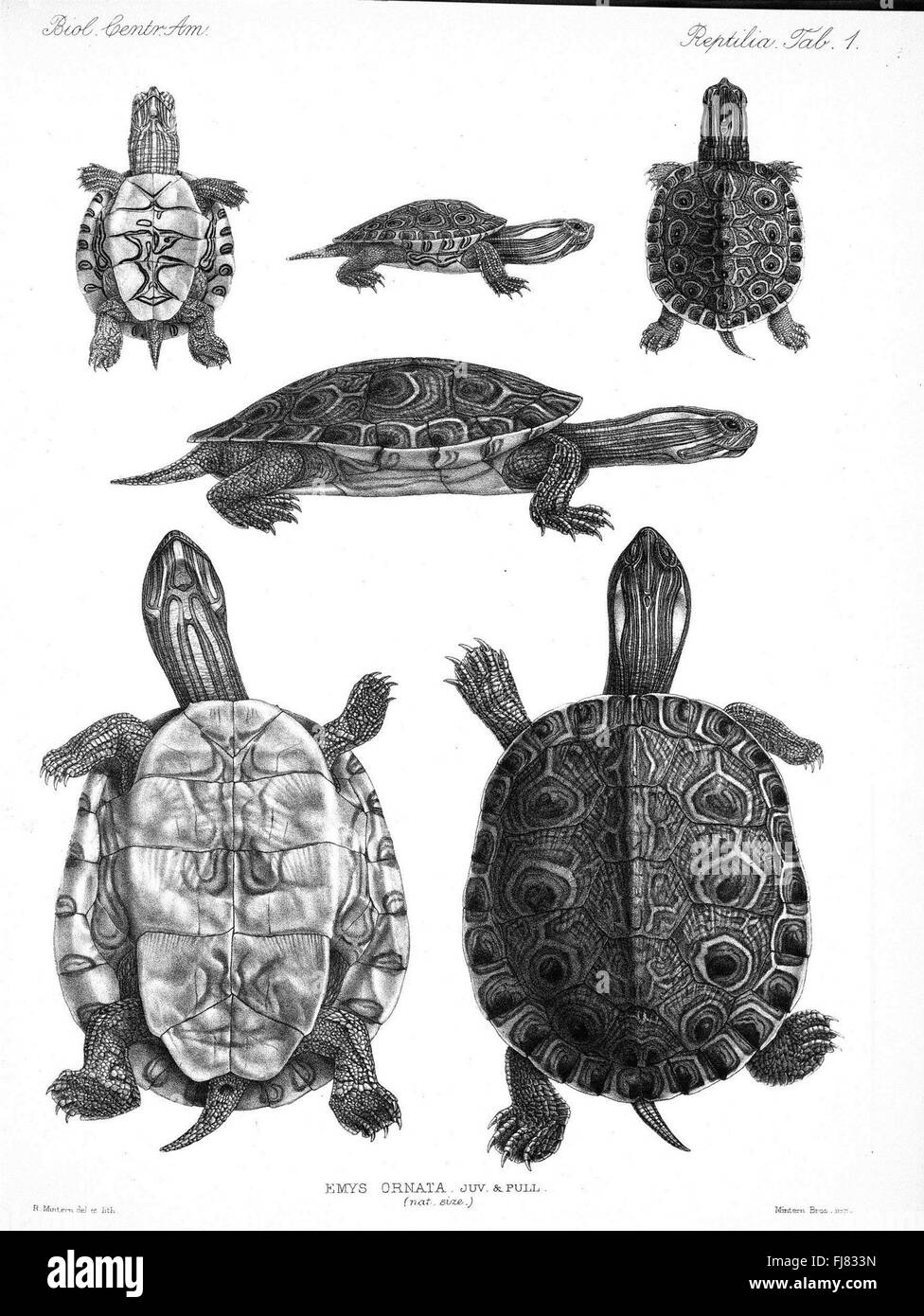 A scientific study and catalog of Central American flora and fauna