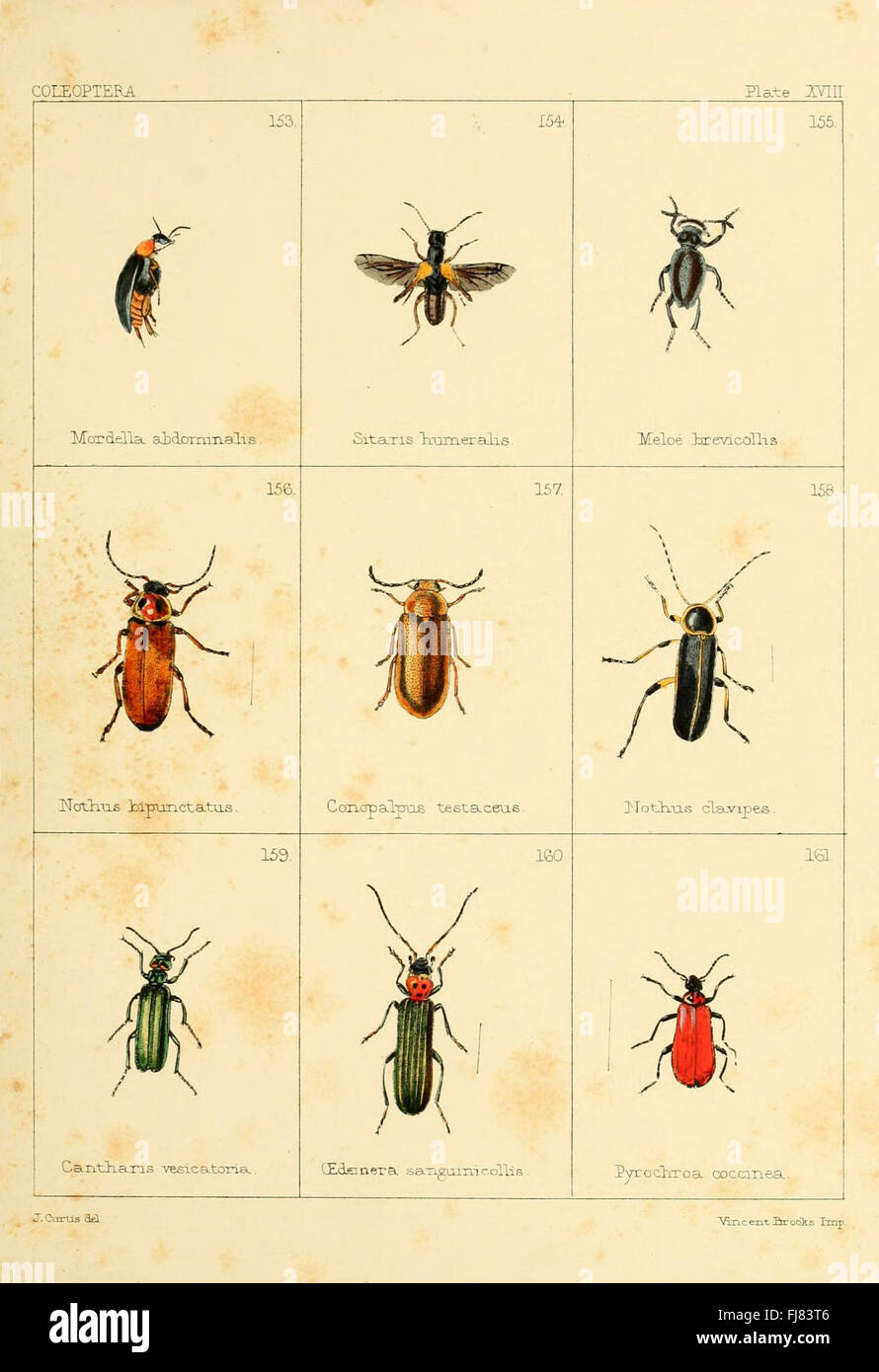 British Beetles An Illustrated Guide To The Beetle Species Of Great 