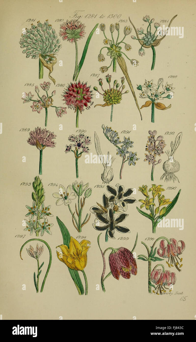 British wild flowers (Pl. 65 Stock Photo Alamy