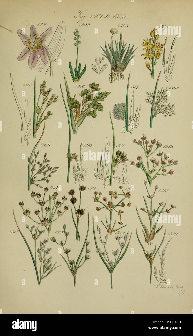British wild flowers illustration hi-res stock photography and images ...