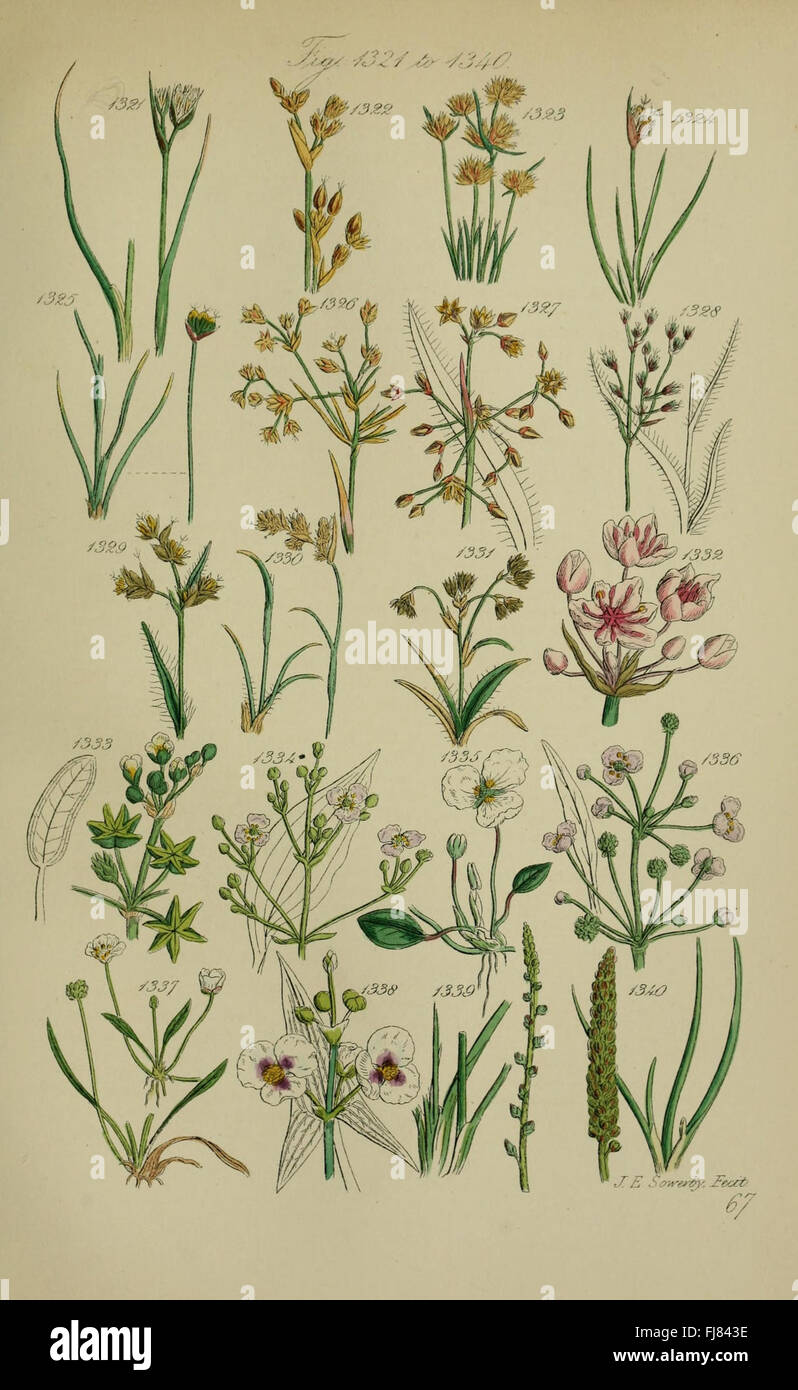 British wild flowers (Pl. 67 Stock Photo Alamy