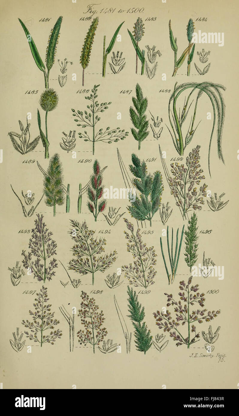 British wild flowers (Pl. 75 Stock Photo Alamy