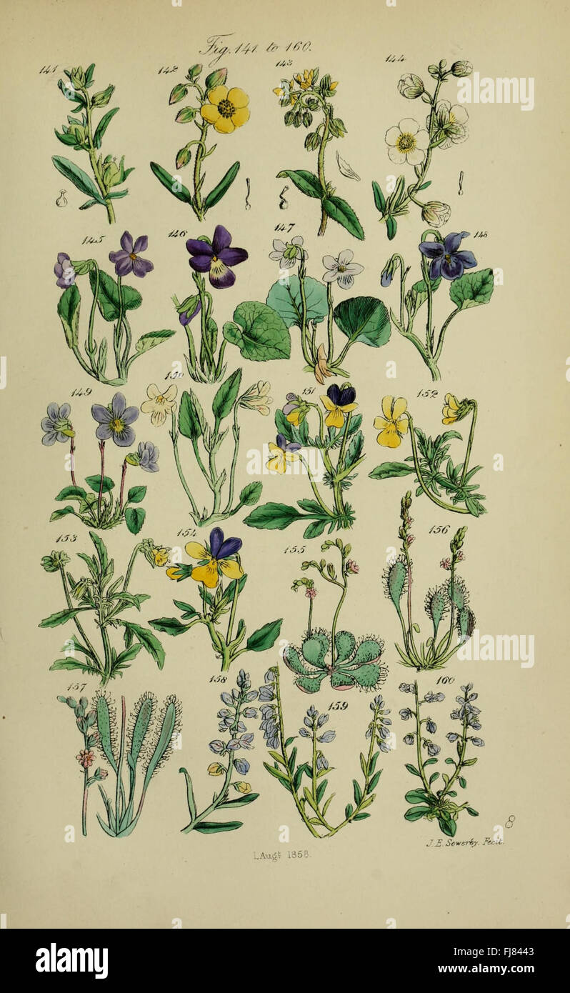 British wild flowers (Pl. 8 Stock Photo Alamy