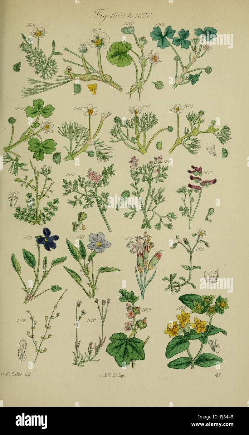 British wild flowers (Pl. 81 Stock Photo Alamy