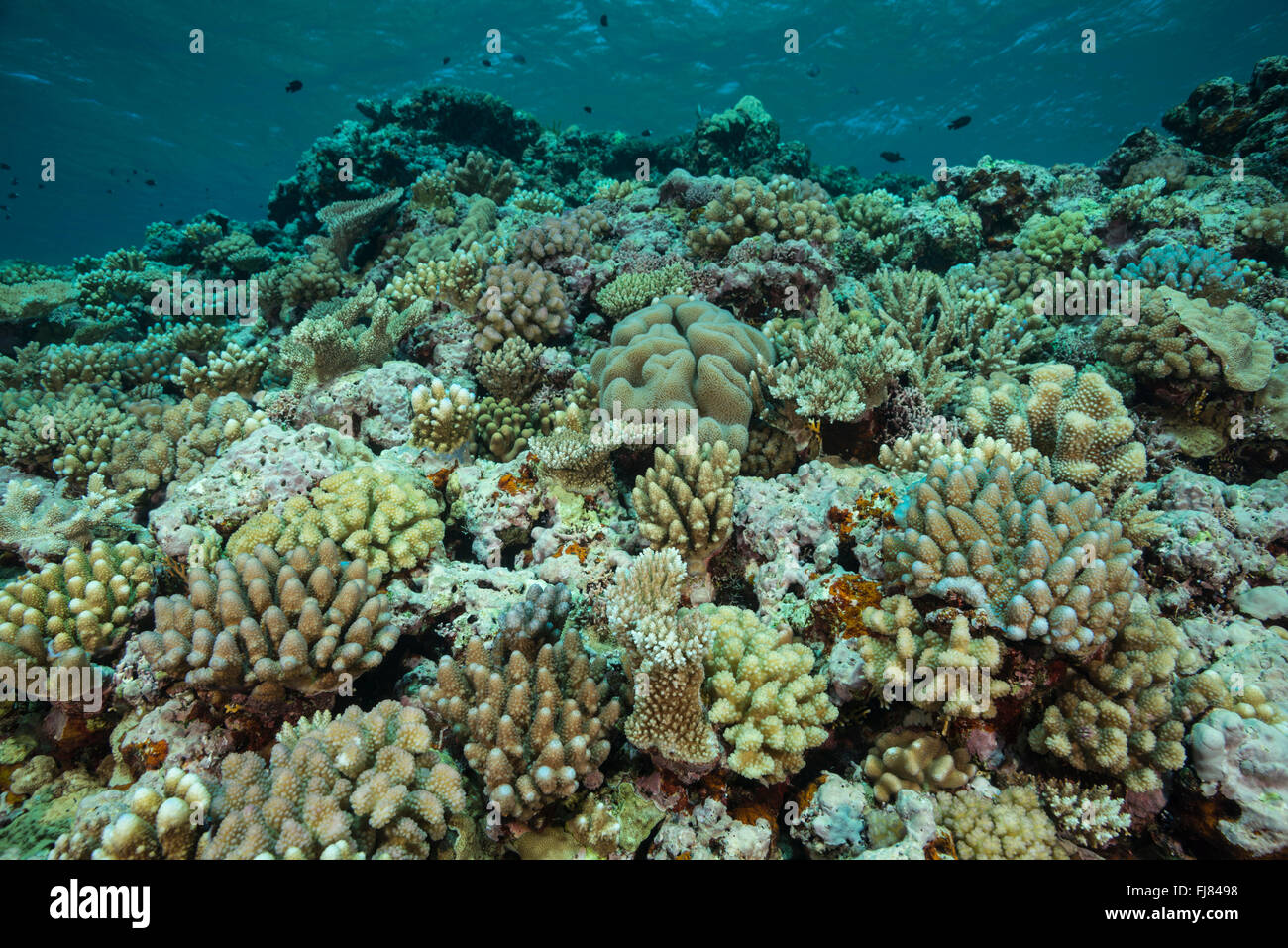 Healthy coral reef in the Great Barrier Reef Stock Photo - Alamy