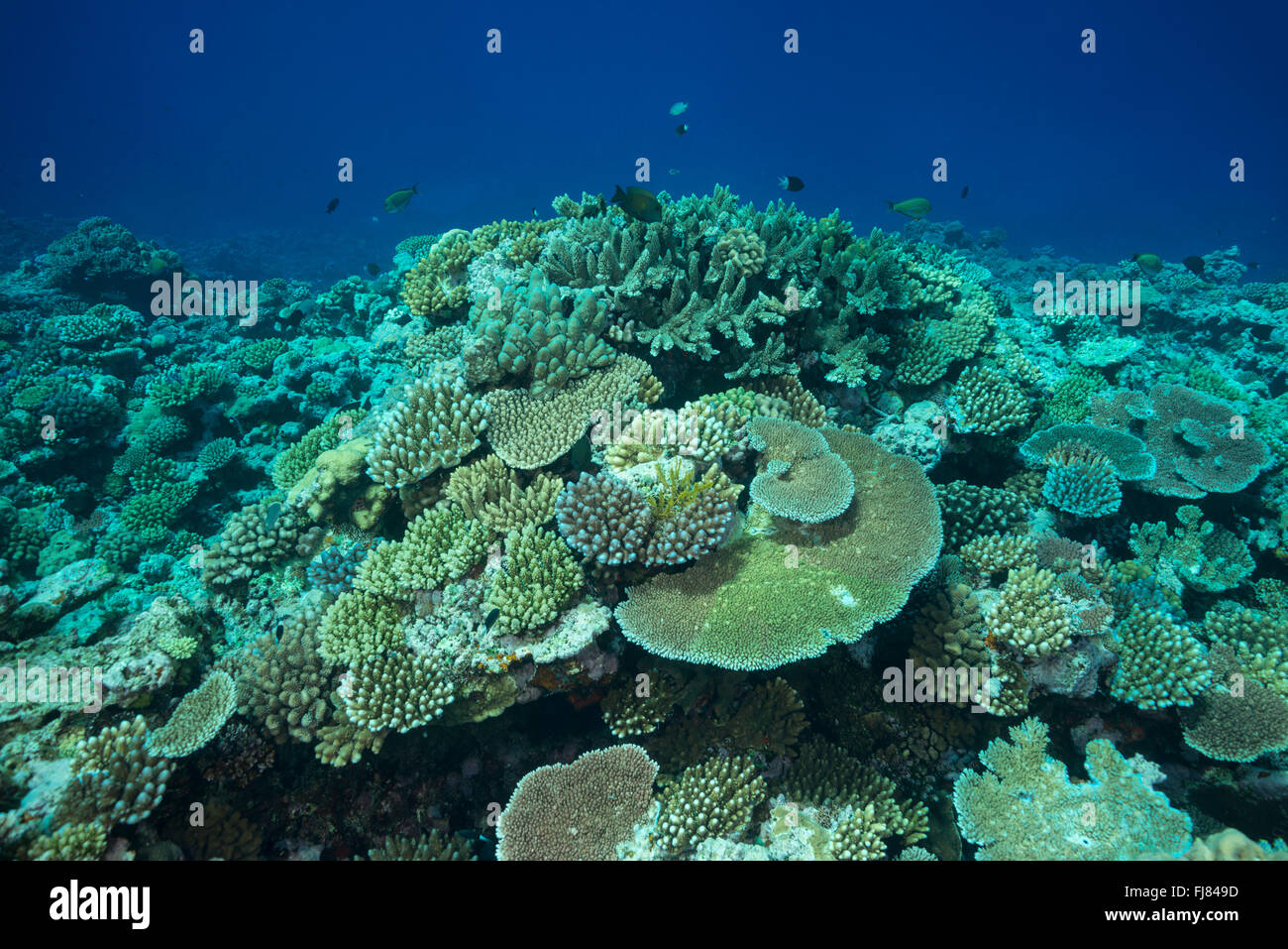 Healthy coral reef in the Great Barrier Reef's pink zone. Stock Photo