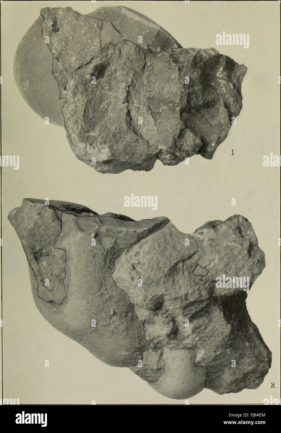 Bulletin of the Geological Society of America (1923 Stock Photo - Alamy
