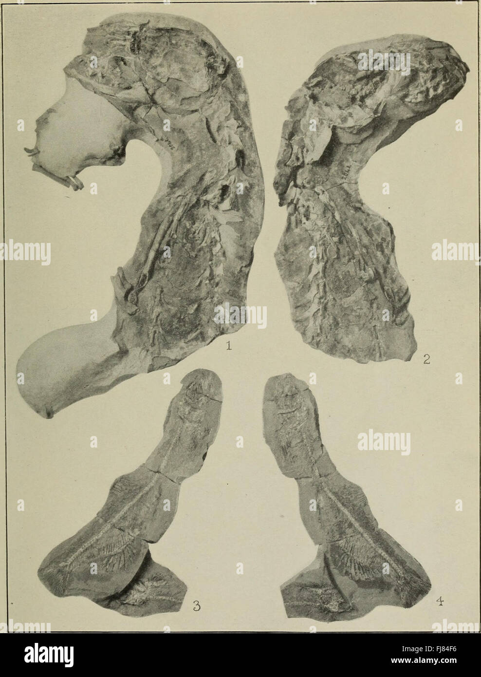 Bulletin of the Geological Society of America (1923 Stock Photo - Alamy
