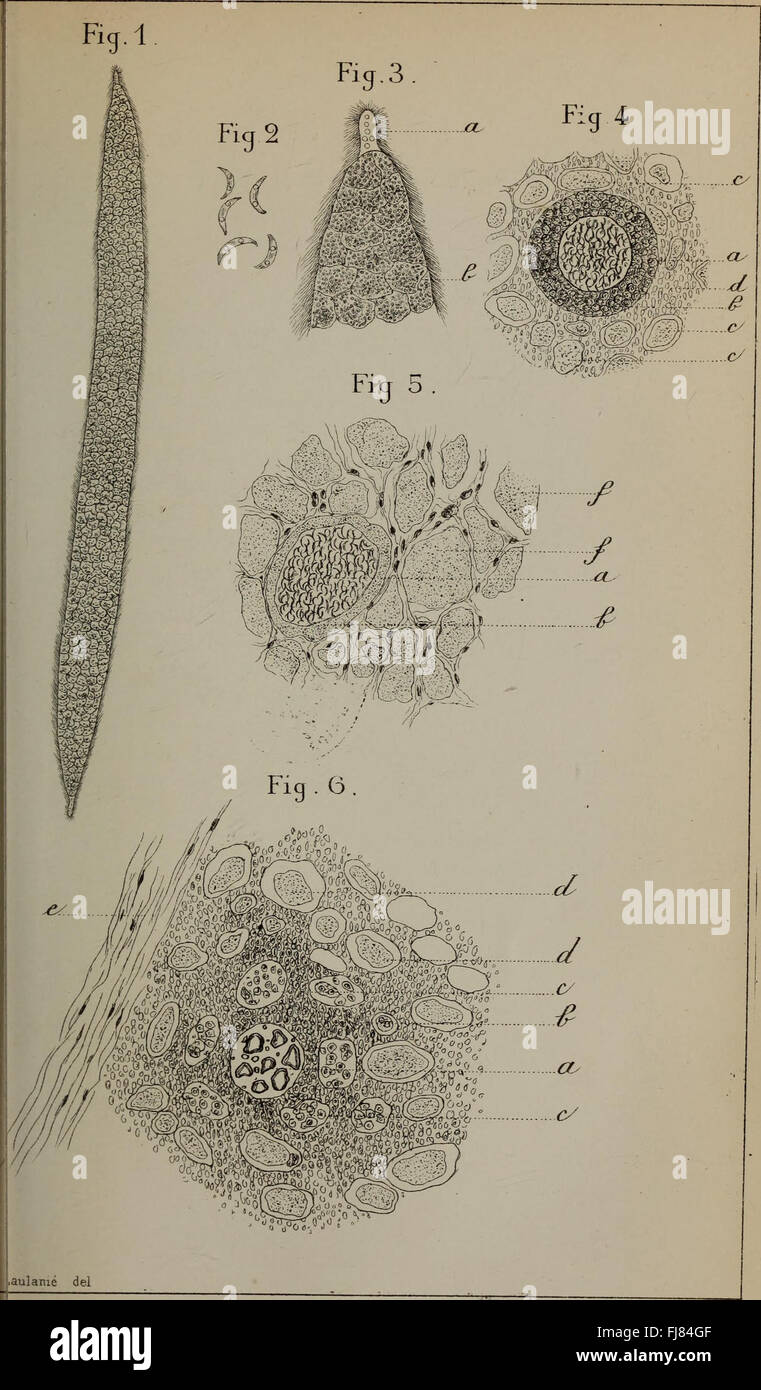 Bulletin Societe D'Histoire Naturelle de Toulouse (et de Midi Pyrenees). (1883) Stock Photo