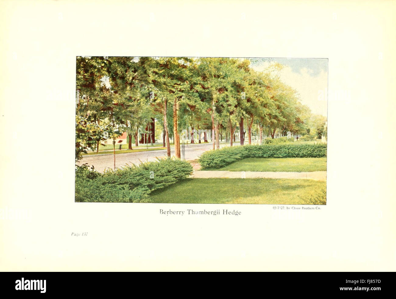 Chase fruit and flowers in natural colors Stock Photo Alamy