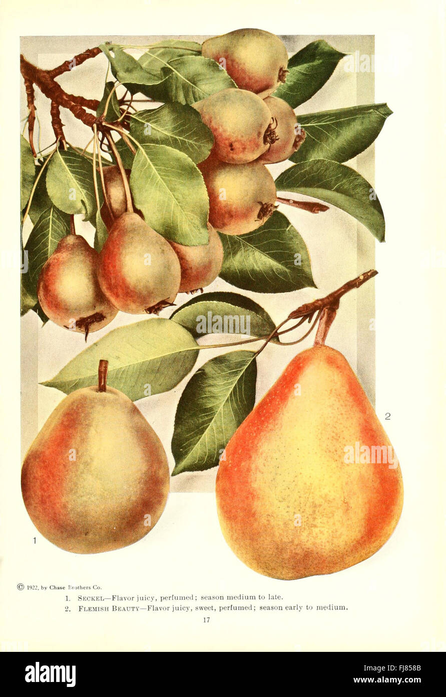 Chase Fruit and Flowers is a botanical catalog showcasing various fruit