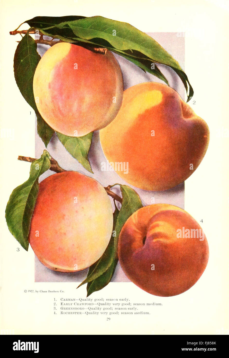 An illustrated catalog of fruit and flower species, focusing on natural