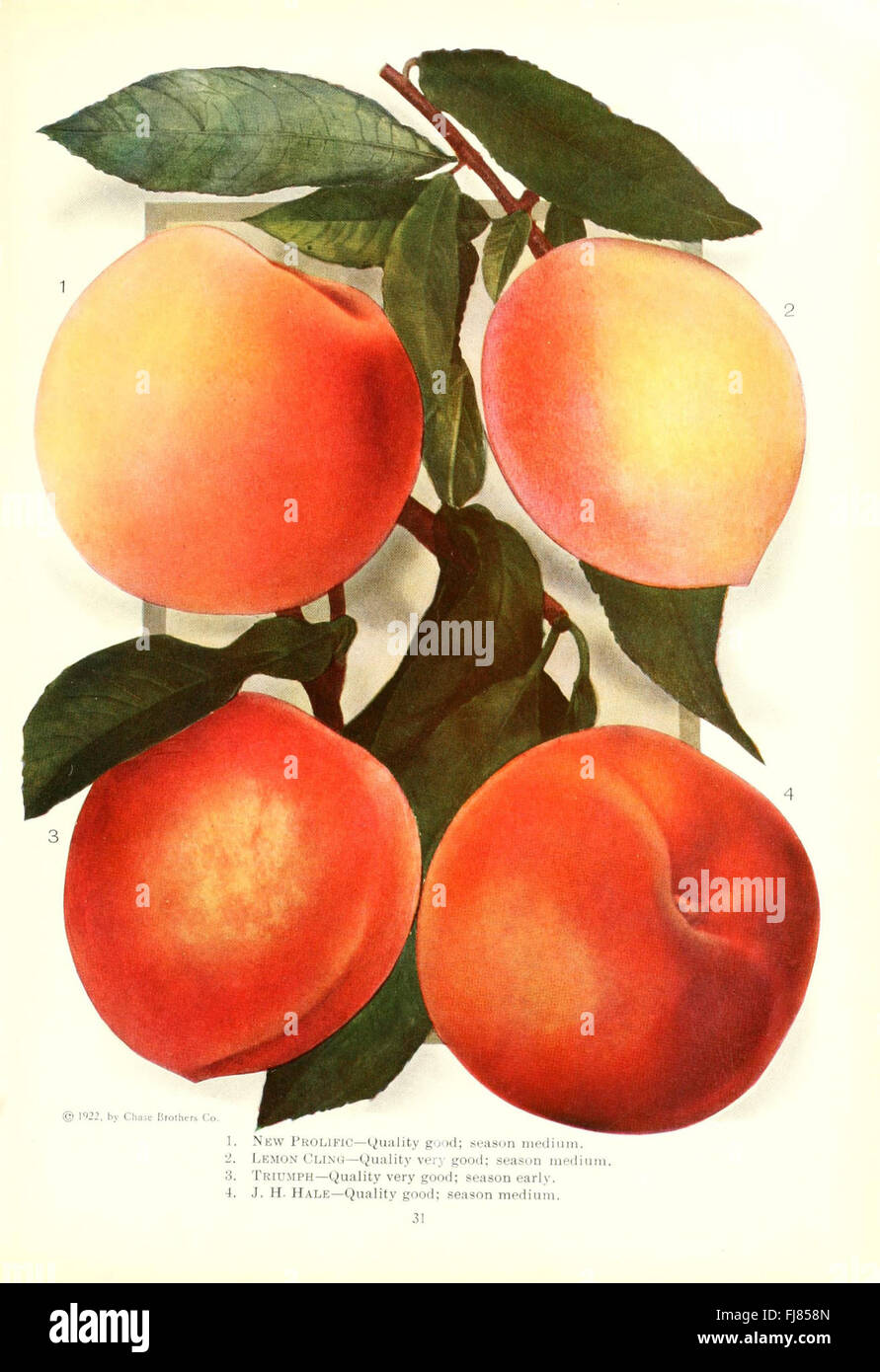 Chase's guide featuring fruit and flowers in natural colors, a catalog