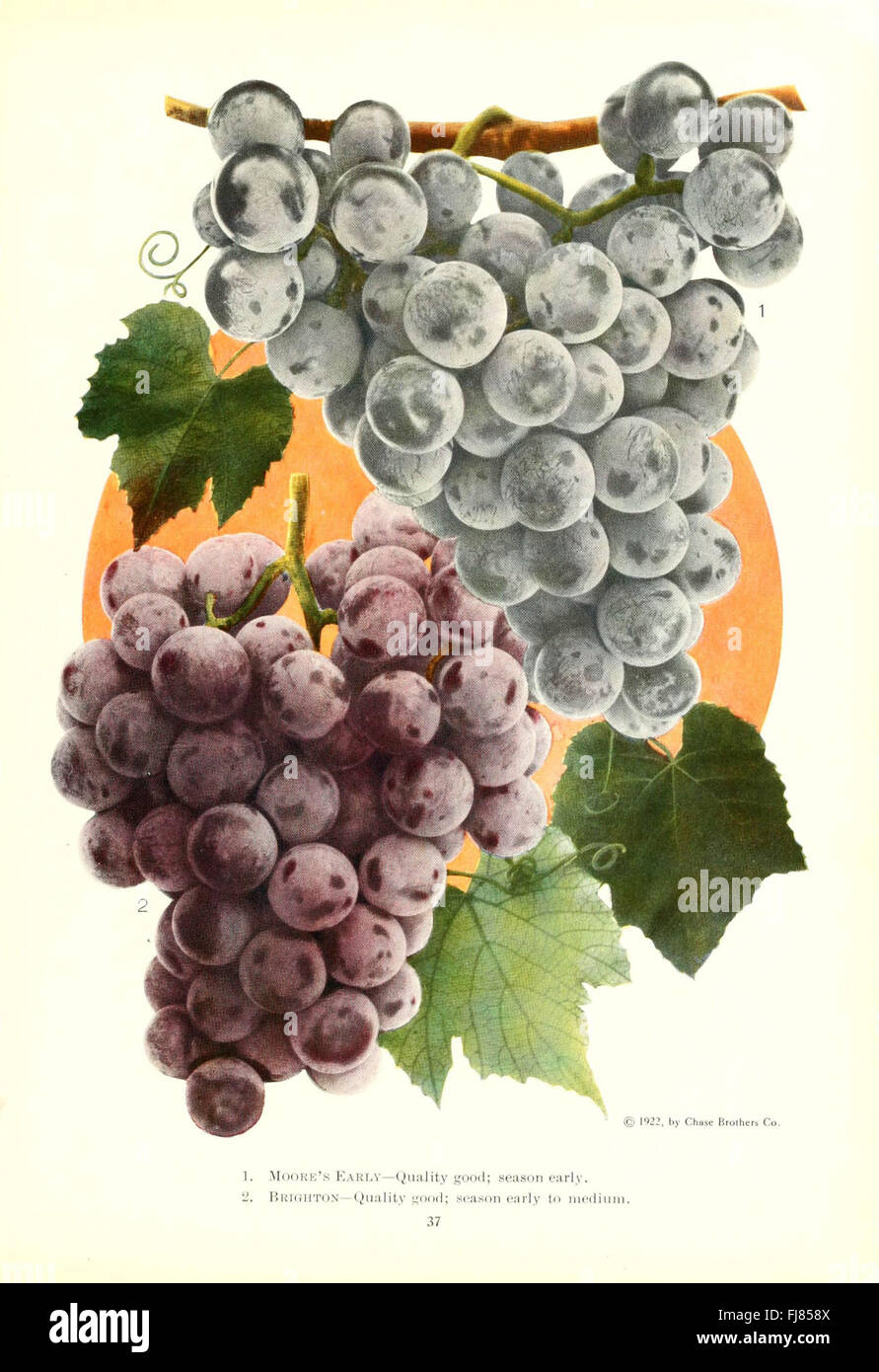 A beautifully illustrated catalog of fruit and flower species in their