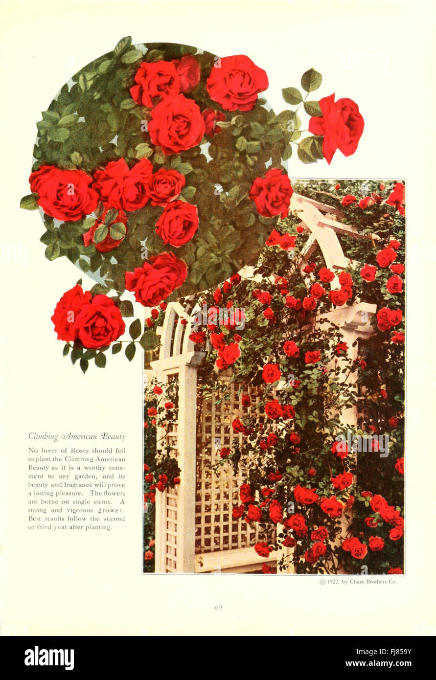 A vibrant catalog showcasing fruit and flowers depicted in natural