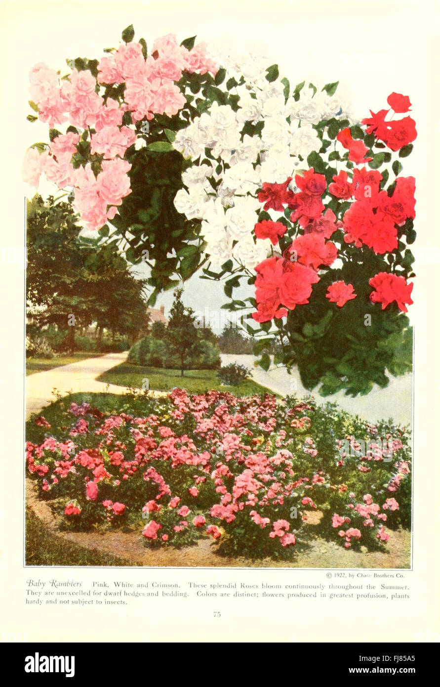 A visual catalog featuring fruit and flowers in their natural colors