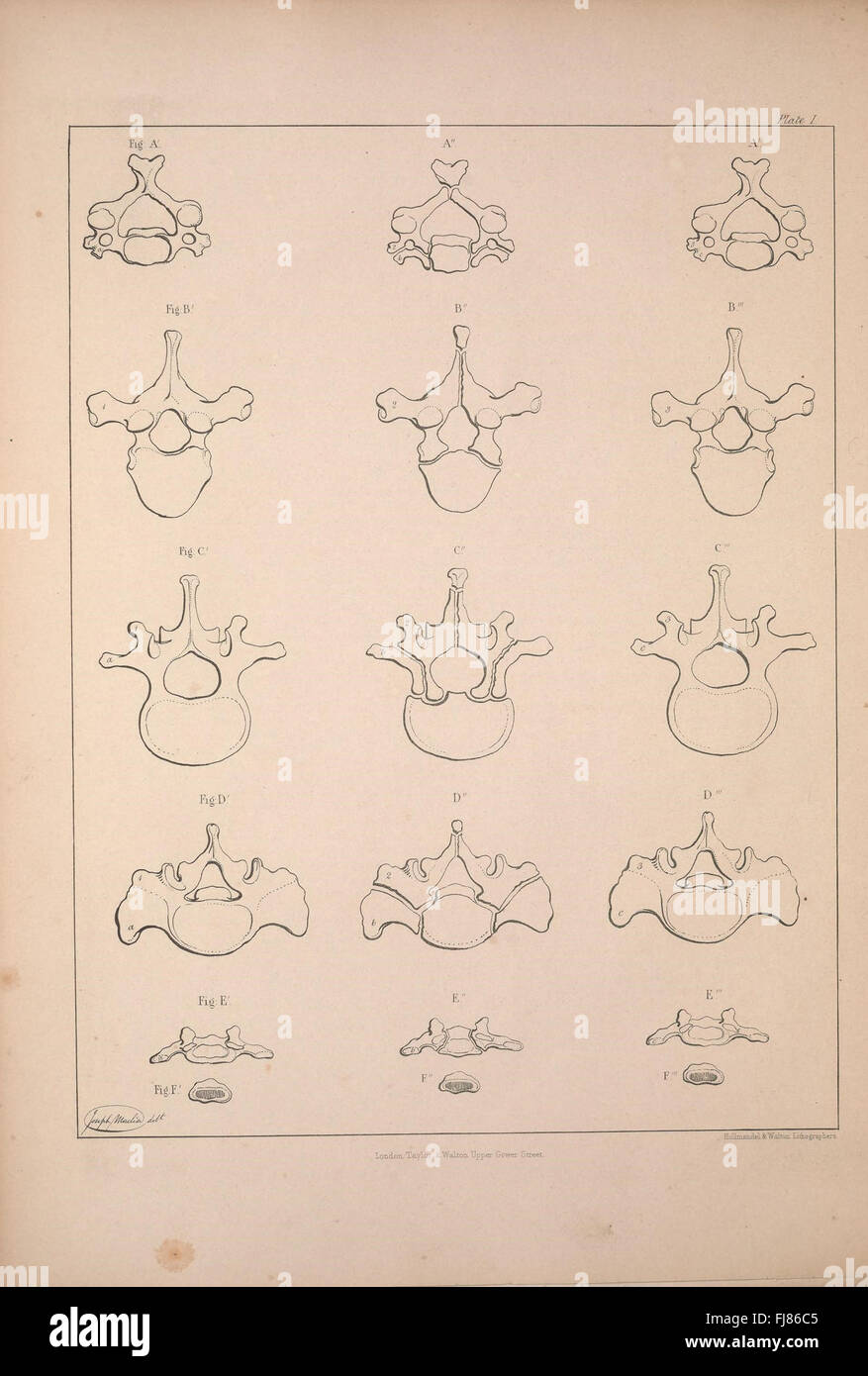 An illustrated study of bones focusing on comparative osteology and