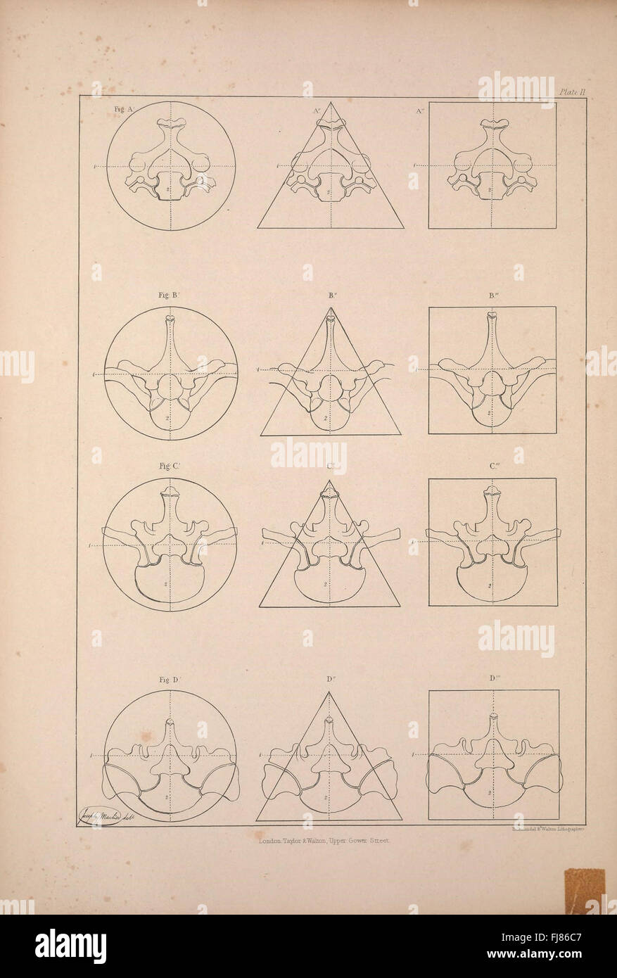 Illustration and study of the bones of various species, offering ...