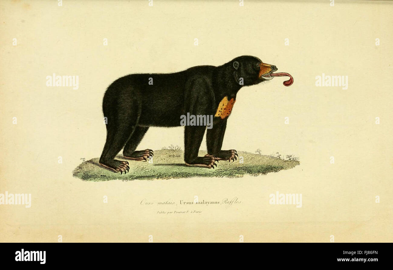 ComplC3A9ments de Buffon Stock Photo - Alamy